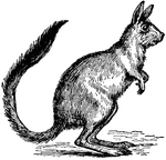 The Jumping Hare, also known as the Springhaas, is a large African jerboa (Pedetes caffer). In size, color, and the shape of the head and ears, the animal resembles a hare; but the tail is long and thickly haired throughout. There are five toes on the forefoot, and four toes on the hind. The animal inhabits both the plains and the mountains of S. Africa, and is especially common in Cape Colony. When feeding, it goes on all fours, but if alarmed, attempts to escape by the leaping movements characteristic of the family (Dipodidæ).
