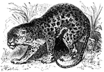 A leopard, beast of the feline genus.