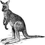 The Great Kangaroo, or 'boomer', or 'old man' (Macropus giganteus), attains a height of about five feet when standing upright. The fore limbs are very short, the hind long, with powerful, elongated feet. The fore limbs bear five digits armed with strong claws; the hind have only four. The head is small, with pointed muzzle and large ears. In accordance with its purely vegetarian habits, canine teeth are absent in the adult. The incisors are powerful, with a cutting edge. The fur is soft and woolly, and lighter in tint below than above. In the female there is a large pouch, in which the young are placed at birth, and become attached by their immature months to the nipples. At this time they are minute -- not more than an inch in length -- and, being to immature to suck, have milk pumped into them by their mother. They remain withing the pouch until able to run by the side of the parent. Not until some eight or nine months after birth are they left to shift entirely for themselves. Only one young one is produced at a birth. As regards internal organs, the stomach is large and complex, and the characteristic marsupial or epipubic bones are present.
