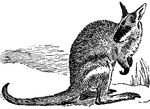 The agile wallaby is a type of wallaby (or brush kangaroo). They are smaller than most kangaroos and occur in the dense scrub found in certain parts of Australia.