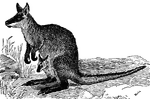 The black wallaby is a type of wallaby (or brush kangaroo). They are smaller than most kangaroos and occur in the dense scrub found in certain parts of Australia.