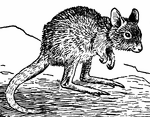 The rat kangaroo (potoroos) is a smaller, modified form of kangaroo, resembling a rat.