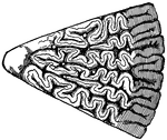 This illustration shows a section of a tooth of a typical Labyrinthodont. Labyrinthodont, or Stegocephali is a race of extinct amphibians, the remains of which are found in the Permian, Carboniferous, and Triassic strata. Many of them were giants compared with our modern amphibians, from which they differed markedly in possessing an armature of bony plates in various degrees of completeness. In general habit, they resembled the newt or salamander. The name Labyrinthodont refers to the mazy pattern exhibited on a transverse section of the teeth of some genera. Among the best known genera are Archegosaurus, Loxomma, and Mastodonsaurus.
