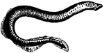 A lamprey is an animal which, though often regarded as a fish, differs from a fish in the absence of paired fins and scales, in the rounded suctorial mouth without supporting jaws, in the presence of gill-pockets in place of the gills of fish, as well as in numerous internal peculiarities. In consequence, the lamprey and the related hag are placed in a distinct class known as cyclostomes, or round mouths. the body is elongated and eel-like, its most conspicuous feature being the seven slits on either side of the neck which communicate with the gill-pockets. The mouth resembles that of the hag in the presence of a muscular rasp known as the tongue. The food consists of all sorts of small animals, as well as of the dead bodies of larger ones, and even of the flesh and blood of living creatures, to which the lampreys attach themselves after the fashion of the hag. They also attach themselves by their mouths to stones, whence the generic name, 'stone-sucker'. Internally there is much general resemblance to the hag; but the lamprey has well-developed eyes, and has a delicate series of cartilages known as as the branchial basket-work, which supports the pharynx. The adults die soon after spawning near the heads of rivers or creeks; the young, which in many respects differ from their parents, were formerly placed in a separate genus as Ammocoetes. The great sea lamprey (Petromyzon marinus), sometimes 3 feet long, is found on both coasts of the N. Atlantic. Several smaller species inhabit the lakes and rivers of the United States.