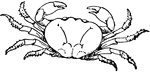 The land crab is a member of the family 'Gecarcinidae', and is remarkable for the curious modification of the carapace in the region of the gills, which enables it to lead a terrestrial existence. The land crabs occurs in the warmer regions of both hemispheres, but the best known one is the black 'Gecarcinus ruricola' of Jamaica and the West Indian islands generally. It inhabits burrows on the hills a short distance from the coast, wanders about at night or during rains, in search of vegetable food, and makes an annual migration to the shore to spawn, often passing through houses instead of going around them. They are sometimes eaten. Many other crabs are largely terrestrial, as the oriental cocoa-nut crabs; and a species of Ocypoda very troublesom in Ceylon, by burrowing in lawns, garden paths, and the like.
