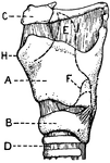 This illustration shows a lateral aspect of the larynx and its multiple parts (A. Thyroid Cartilage; B. Cricoid Cartilage; C. hyoid bone; D. Rings of trachea; E. Epiglottis; F. Arytenoid Cartilage; G. Thyro-arytenoid muscle; H. Adam's Apple; I. False Vocal Cords; J. True Vocal Cords; K. Ventricle; L. Rima Glottis).