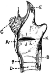 This illustration shows the vocal cords as seen from above during phonation (A. Thyroid Cartilage; B. Cricoid Cartilage; C. hyoid bone; D. Rings of trachea; E. Epiglottis; F. Arytenoid Cartilage; G. Thyro-arytenoid muscle; H. Adam's Apple; I. False Vocal Cords; J. True Vocal Cords; K. Ventricle; L. Rima Glottis).