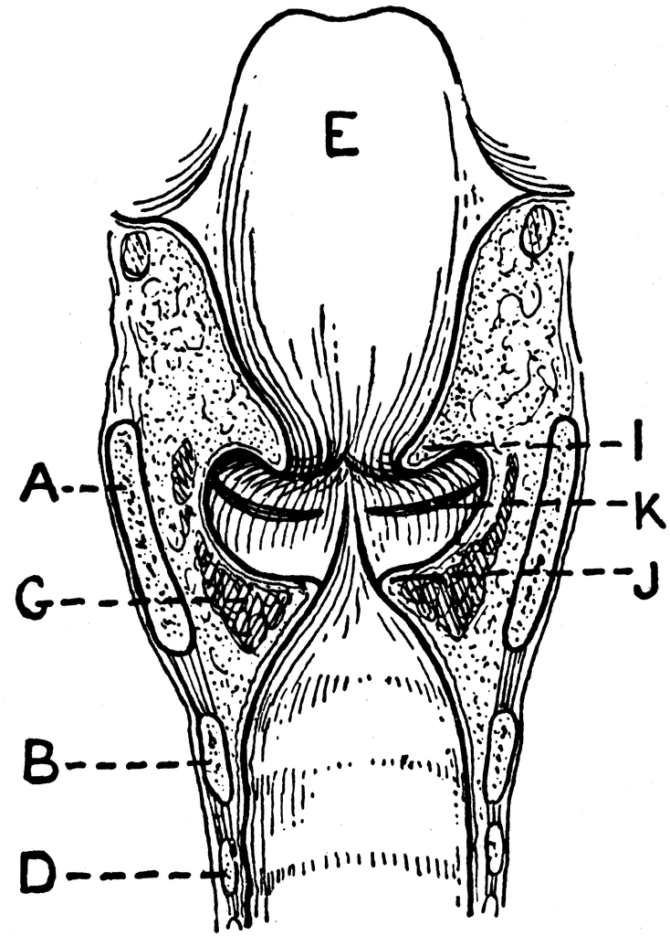 Longitudinal Section of Larynx Seen from Behind | ClipArt ETC