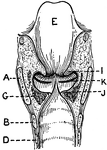 This illustration shows a longitudinal section of  the larynx as seen from behind (A. Thyroid Cartilage; B. Cricoid Cartilage; C. hyoid bone; D. Rings of trachea; E. Epiglottis; F. Arytenoid Cartilage; G. Thyro-arytenoid muscle; H. Adam's Apple; I. False Vocal Cords; J. True Vocal Cords; K. Ventricle; L. Rima Glottis).