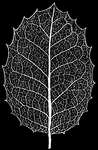 This illustration shows a skeleton leaf of Holly.
