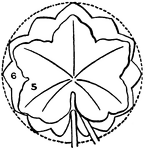 This illustration shows two types of leaves derived from the circular type:
5. Palmately lobed; 6. Orbicular and pelate.