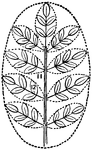 This illustration shows two compound leaves derived from the elliptical type:
11, 12. bipinnate.