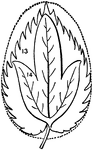 This illustration shows leaves derived from the oval type:
13. Ovate and Serrate; 14. Palmately three cleft.