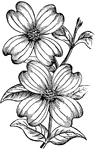 This illustration shows the colored leaves of 'Cornus florida', surrounding the small flowers and rendering the flower head conspicuous.