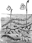 This illustration shows a Bladderwort, some of whose leaves have converted into traps for insects.