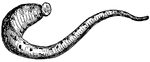 The medicinal leech is a leech used in bloodletting. It lives in fresh water, and is common in Germany, Bohemia, and Russia. Its diet consists of the blood of vertebrates, to which the leech attaches itself by its suckers. Of these, one is posterior and imperforate, the other anterior, with the mouth in the center. Within the mouth lie three triangular tooth-plates, by means of which a small triradiate incision is made in the skin of the animal attacked. This done, the leech proceeds to fill its crop, which extends almost from end to end of the body, and has eleven lateral pockets. When these have become distended with blood, the leech drops from its temporary host, and the slow process of digestion begins. Leeches usually move by attaching alternately the anterior and posterior suckers, somewhat after the fashion of a 'looping caterpillar', but they can also swim by movements of the whole body. The eggs are laid in cocoons in damp earth.