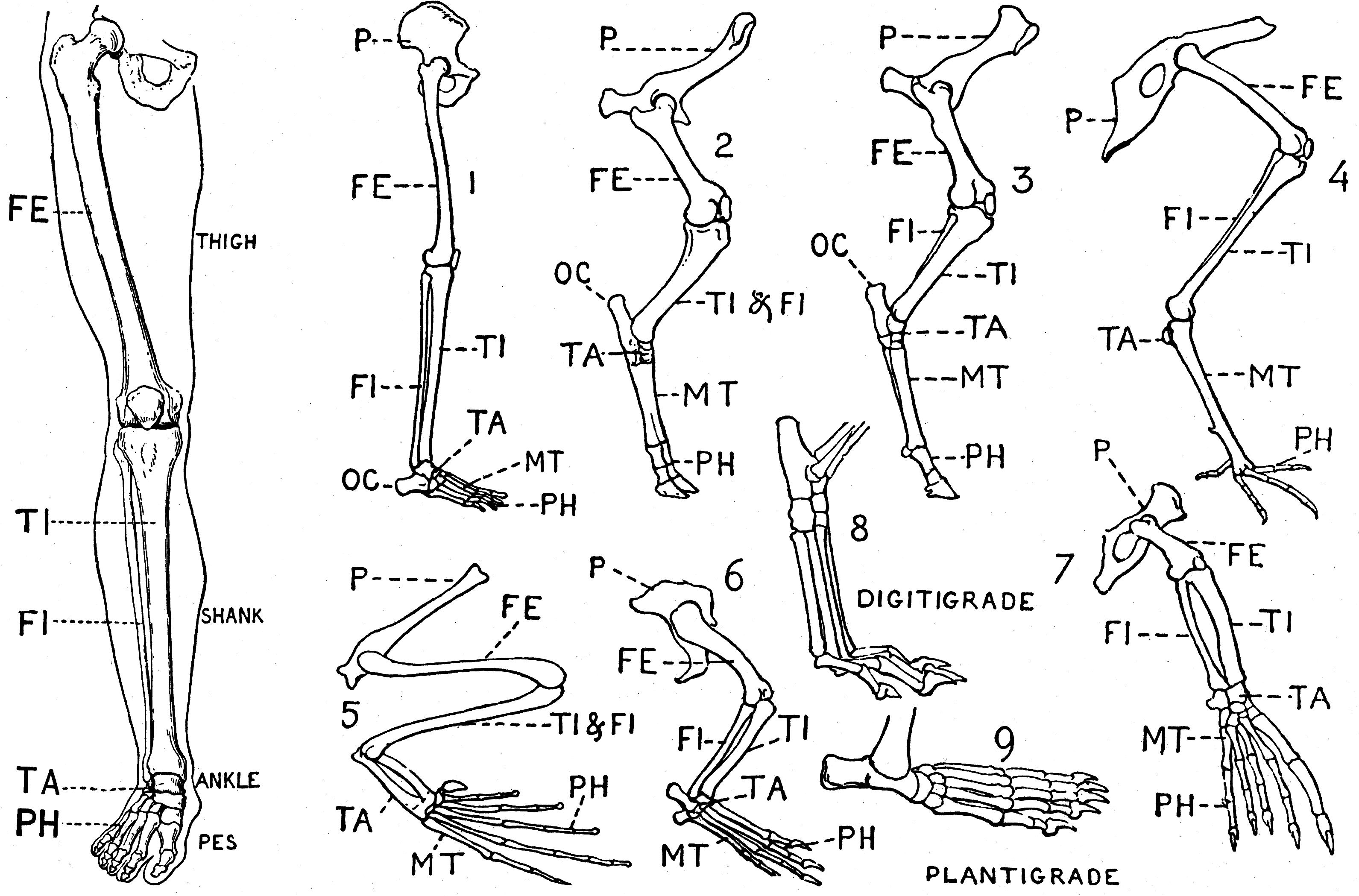 Human Leg (Front View), and Comparative Diagrams showing Modifications