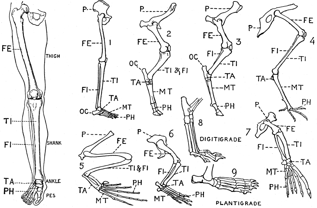 Human Leg (Front View), and Comparative Diagrams showing ...