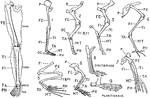 This illustration shows a human leg (front view), and comparative diagrams showing modifications of the leg:
1. Human, 2. Ox, 3. Horse, 4. Bird, 5. Frog, 6. Crocodile, 7. Seal, 8. Dog, 9. Bear
P. Pelvis, FE. Femur, TI. Tibia, FI. Fibula, TA. Tarsus, MT. Metatarsus, PH. Phalanges, OC. Os Calcis.