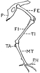 This illustration shows the leg of a bird.
P. Pelvis, FE. Femur, TI. Tibia, FI. Fibula, TA. Tarsus, MT. Metatarsus, PH. Phalanges, OC. Os Calcis.