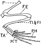 This illustration shows the leg of a frog.
P. Pelvis, FE. Femur, TI. Tibia, FI. Fibula, TA. Tarsus, MT. Metatarsus, PH. Phalanges, OC. Os Calcis.