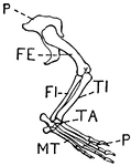 This illustration shows the leg of a crocodile.
P. Pelvis, FE. Femur, TI. Tibia, FI. Fibula, TA. Tarsus, MT. Metatarsus, PH. Phalanges, OC. Os Calcis.