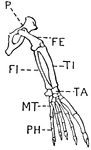 This illustration shows the leg of a seal.
P. Pelvis, FE. Femur, TI. Tibia, FI. Fibula, TA. Tarsus, MT. Metatarsus, PH. Phalanges, OC. Os Calcis