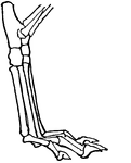This illustration shows the leg of a dog. This leg is digitigrade. Animals with digitigrade legs walk on their toes (digits).
P. Pelvis, FE. Femur, TI. Tibia, FI. Fibula, TA. Tarsus, MT. Metatarsus, PH. Phalanges, OC. Os Calcis