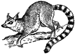 A familiar example of the true lemur, the Ring-Tailed Lemur <i>(Lemur catta)</i> , or 'Madagascar cat', is a greyish, furry animal, with a fox-like face, and a long bushy tail banded with black and white. It is commonly seen in menageries. In its native habitat, it goes in troops which remain at rest during the heat of the day, but become noisy and active at dusk.