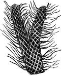 This illustration shows a portion of Lepidodendron. Lepidodendron is the generic name of a large and important group of plants  which flourished principally in the Carboniferous period. The outer surface of the bark is marked by lozenge-shaped, scale-like markings, the leaf-cushions. These are arranged in dense spirals, which wind around the stems. Often, the narrow and pointed leaves are found, still adherent; they may also carry cones <i>(lepidostrobi)</i>, which in form somewhat resemble those of the fir. The branches usually fork repeatedly, and were implanted on a massive stem which had a similar external sculpture. Some of these stems have been seen in the roofs of coal workings with a length of a hundred feet. Their roots are generally known as stigmaria. The Lepidodendra belonged to the Lycopodiaceæ, and have their nearest representatives in the diminutive club-mosses, which they resemble even in their superficial characters.