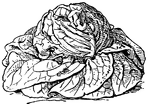 Cabbage Lettuce is distinguished by its broad leaves and low spreading habit. It is an annual plant, and has long been cultivated as a salad plant. It was grown by the Greeks and Romans for this purpose.