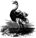 An ostrich, one of two large flightless birds found in Africa.