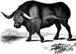 A Syrian bull.