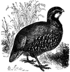 A red-legged partridge; Perdix rubra.