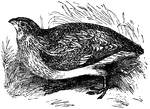 A quail; Coturnix communis.