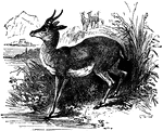 An illustration of an elk; Cervus canadensis.