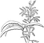 The spikenard plant, or Nardostachys jatamansi, which is found in the Bible.