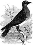 A turtle dove <i>(Streptopelia turtur)</i> is a member of the Columbidae family.