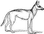 A wolf, Canis lupus.