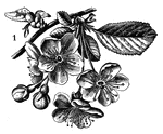 A drawing of flowers.