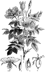 Vertical section of the wild rose, or dog-rose.