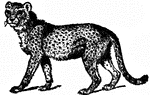A cheetah, or hunting leopard.