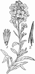 Wellflower (Cheiranthus cheiri). 1, Androcium; 2, siliqua.