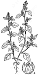 Chenopodium olidum, or Wild Arrach, an herb. 1, flower.