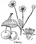 The cherry. 1. flower, petals and part of calyx; 2. fruit.
