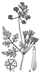 Chervil (Scandix cerefolium). 1, flower; 2, fruit.