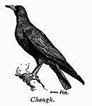 Chough, a European crow with a glossy black color, with bill, legs and feet a bright cherry red.