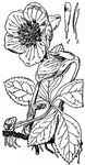 A Christmas rose (Helleborus niger). 1, stamen; 2, section.