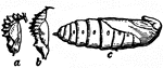 Typical forms of Chrysalis, the pupae of many Lepidoptera, an order of insects that includes moths and butterflies.