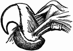 A detailed drawing of a lion's retractile claw.